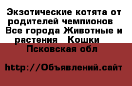  Экзотические котята от родителей чемпионов - Все города Животные и растения » Кошки   . Псковская обл.